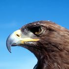 A proud Golden Eagle