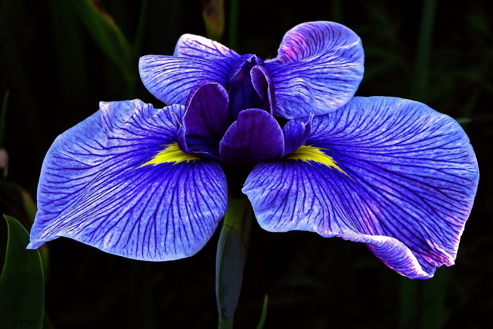 A Purple Iris