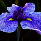 A Purple Iris