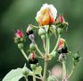 A que hora nacen las rosas? von María de la Rosa 