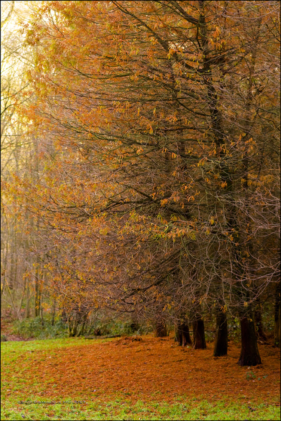 A quelques jours de l'hiver...