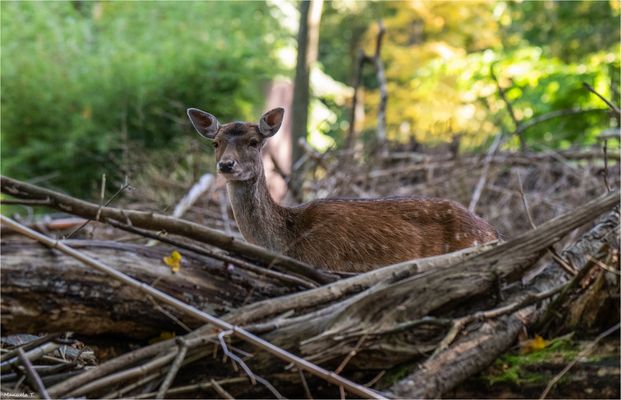 a quick glance and it was gone again