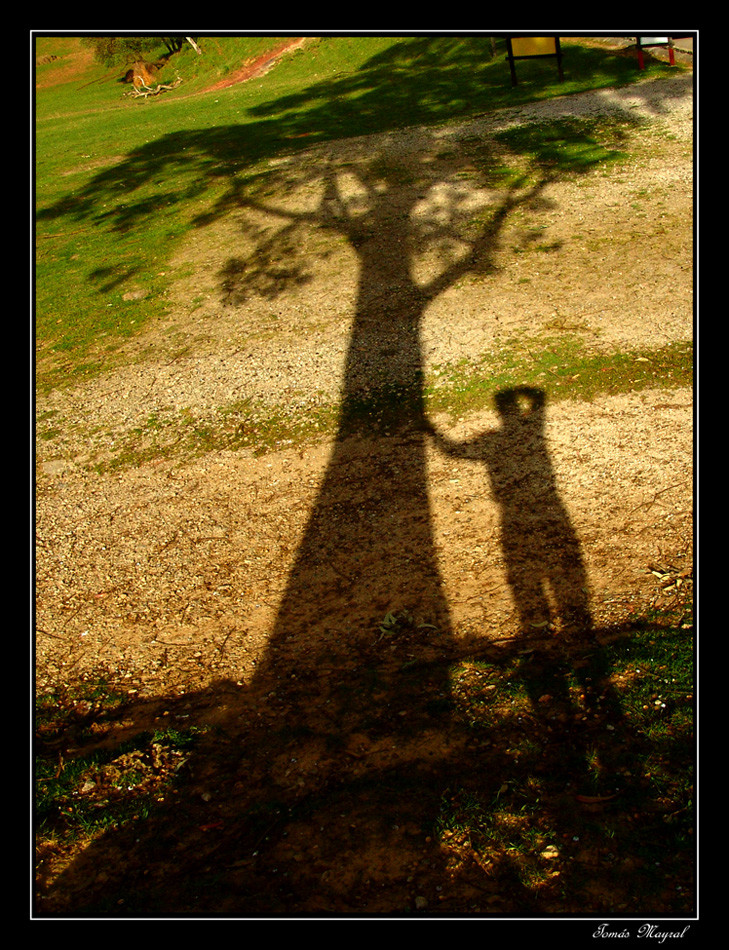 A quién a buen Arbol se arrima...