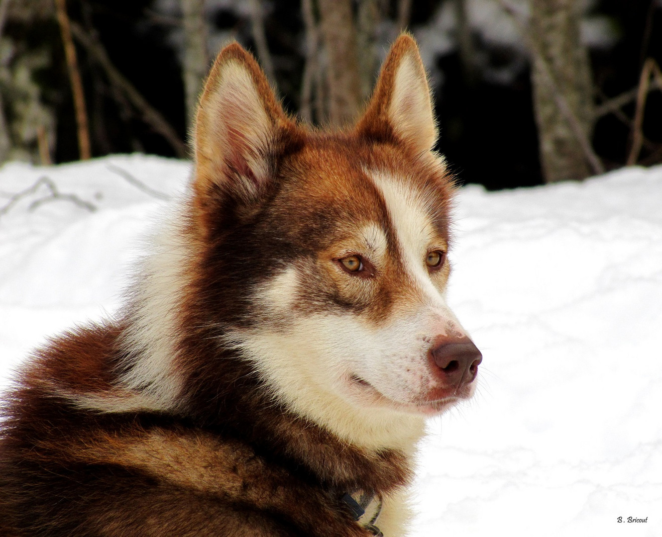 A quoi penses tu brave compagnon ?