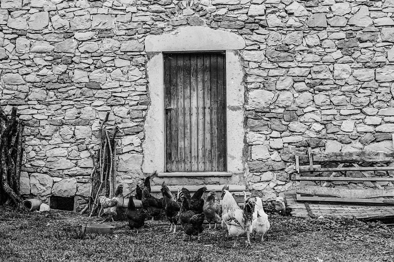 à quoi rêvent les poules élevées en plein air?