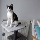 à quoi songent les chats