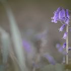 a rainy day and the bluebells