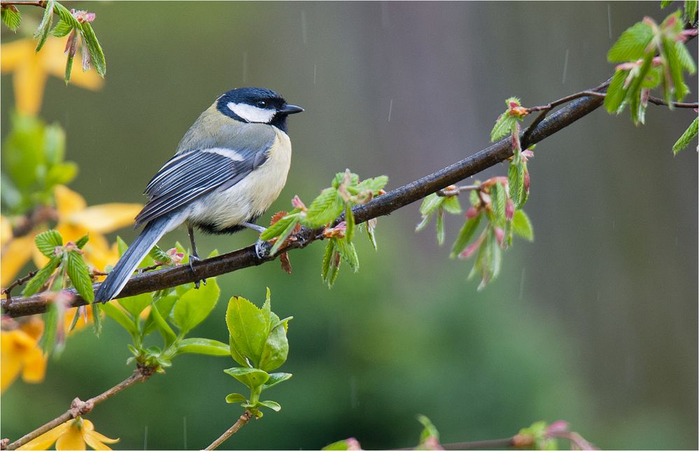 A  rainy day