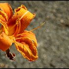 A random flower along a lonely sidewalk