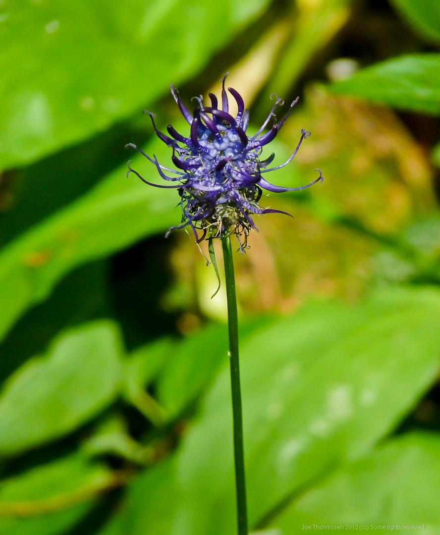 A Rare Forest Wildflower