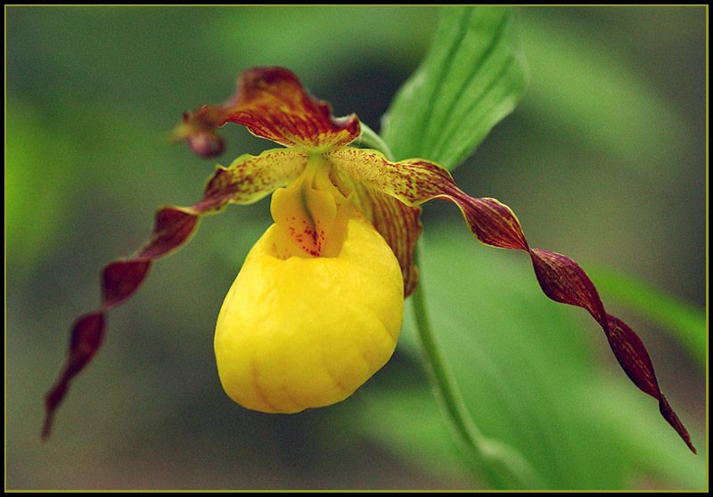 A Rare Orchid