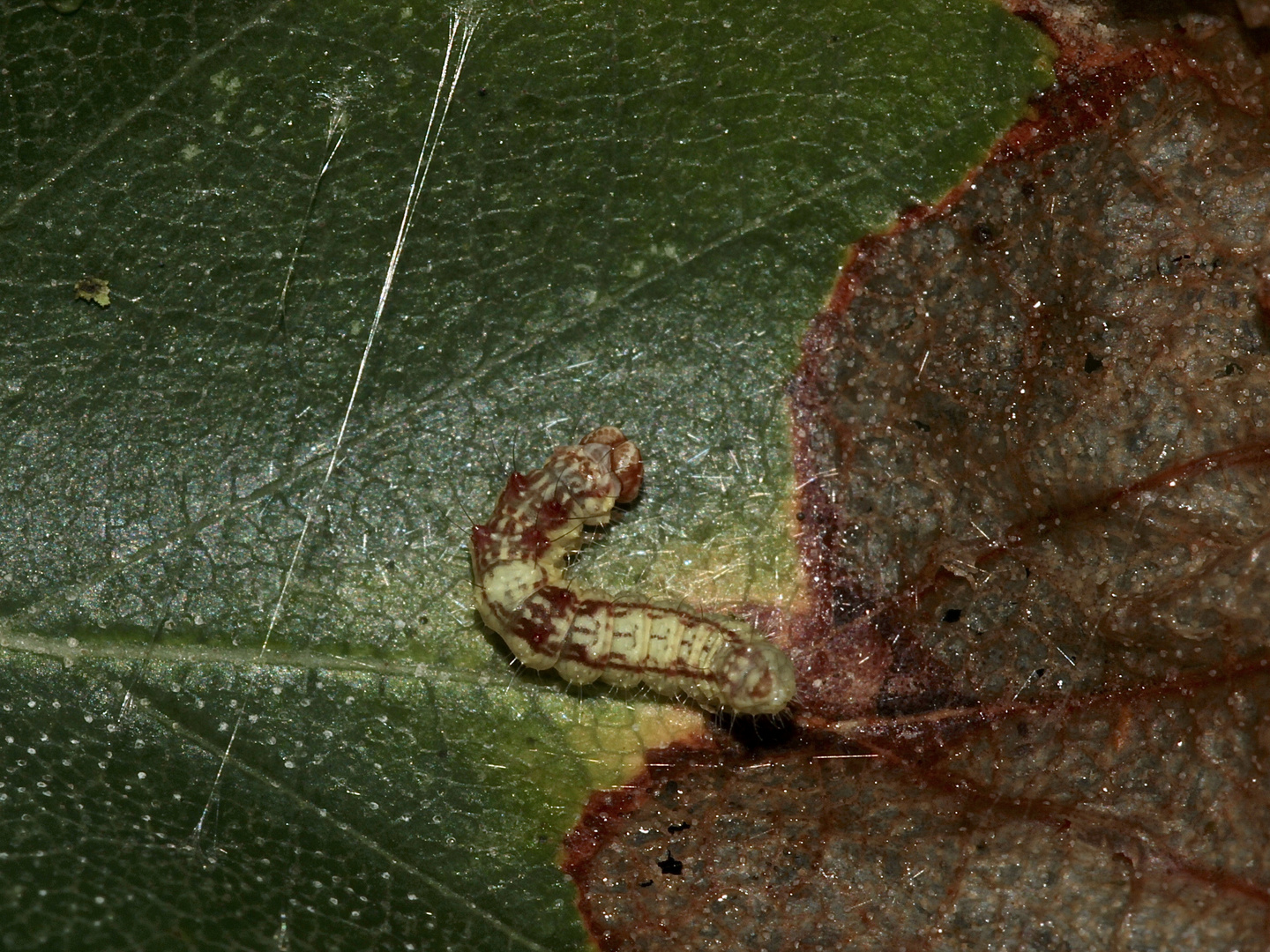 (A) Raupe des Hellen Sichelflüglers (Drepana falcataria) an Birke