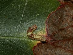 (A) Raupe des Hellen Sichelflüglers (Drepana falcataria) an Birke