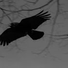 A raven's song