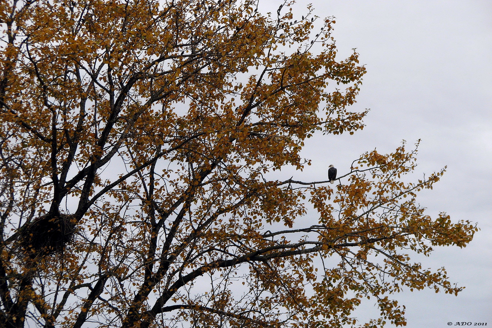 A real Bald Eagle and his Nest