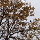 A real Bald Eagle and his Nest