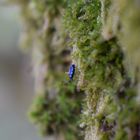 A really small beetle