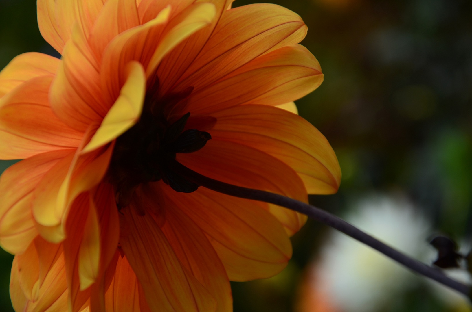 A rear to endear ---  Dahlia sp. (pompon-hybrid )