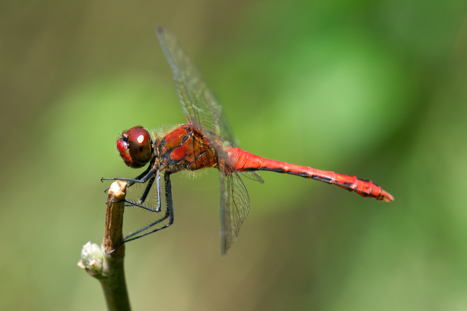 a red dragonfly looks into my lens...