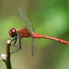 a red dragonfly looks into my lens...