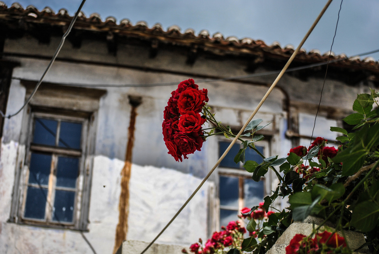 a red flower