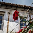 a red flower