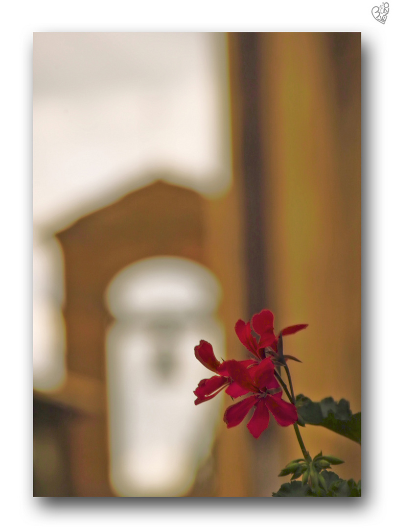 A red flower in the background of the story