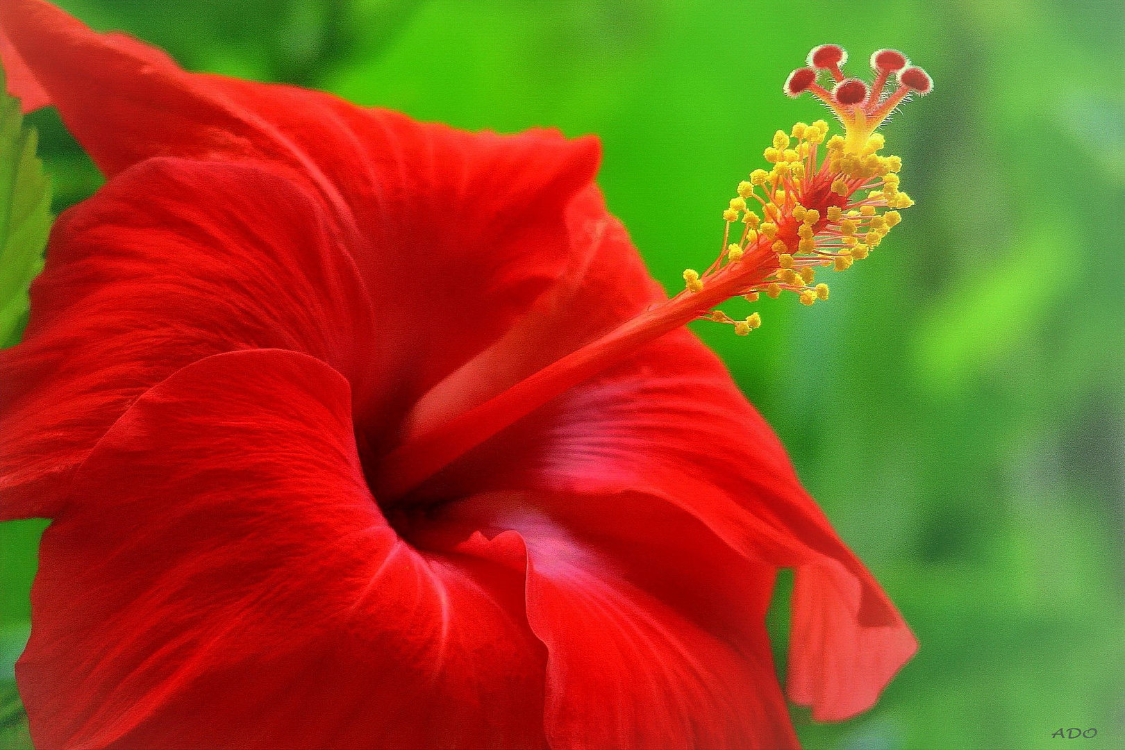 A Red Hibiscus