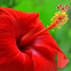 A Red Hibiscus