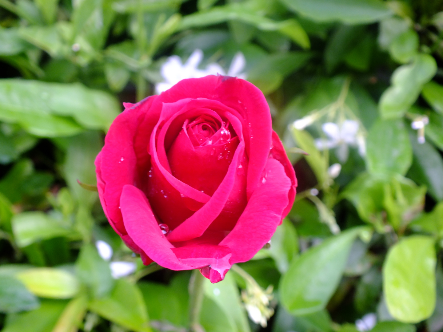 A red Monaco Rose!