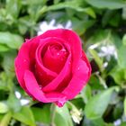 A red Monaco Rose!