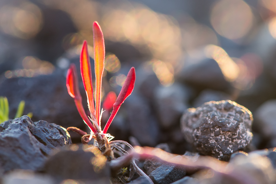 a red plant at sunset