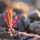 a red plant at sunset