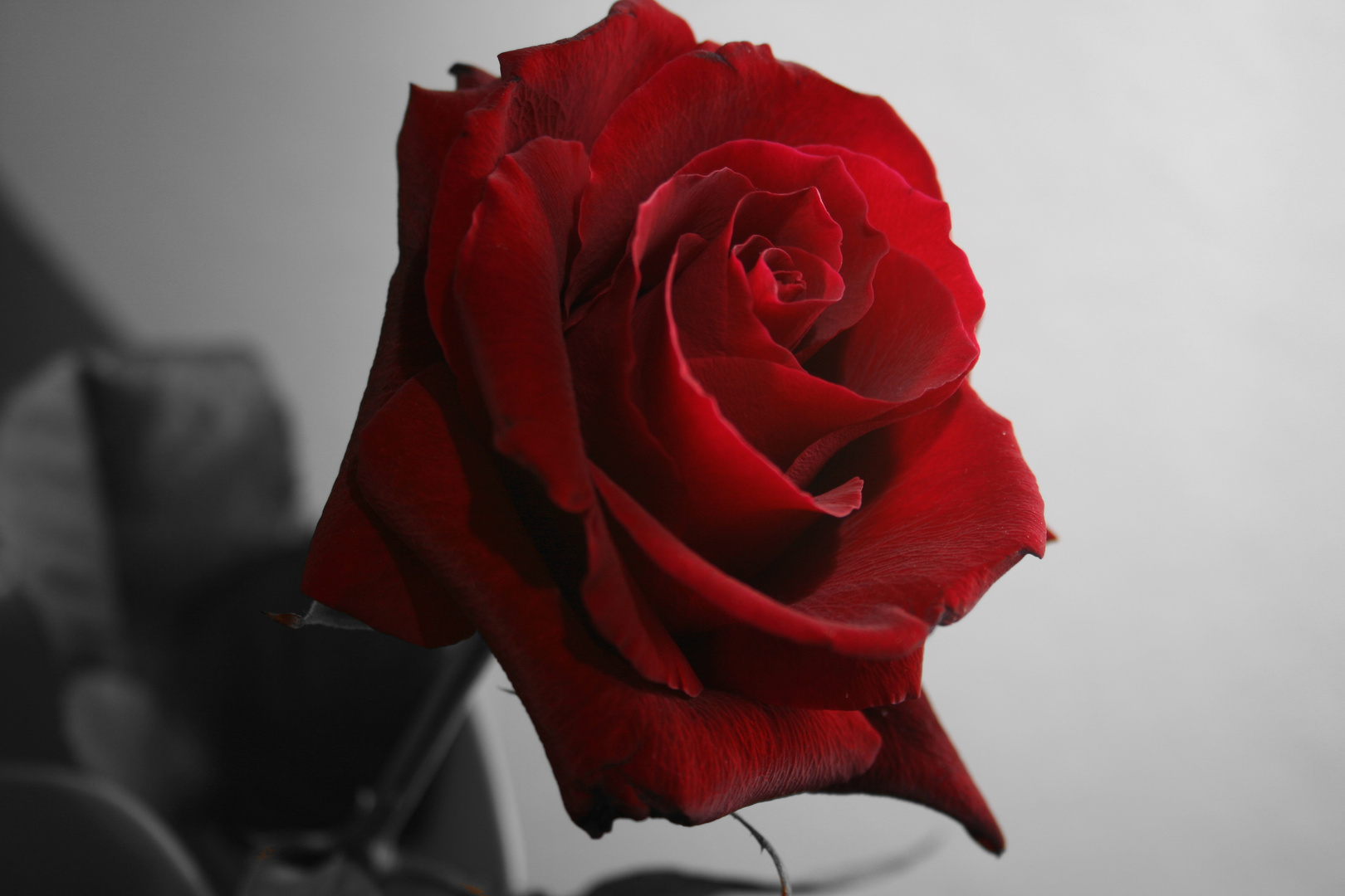 A red, red rose