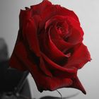 A red, red rose