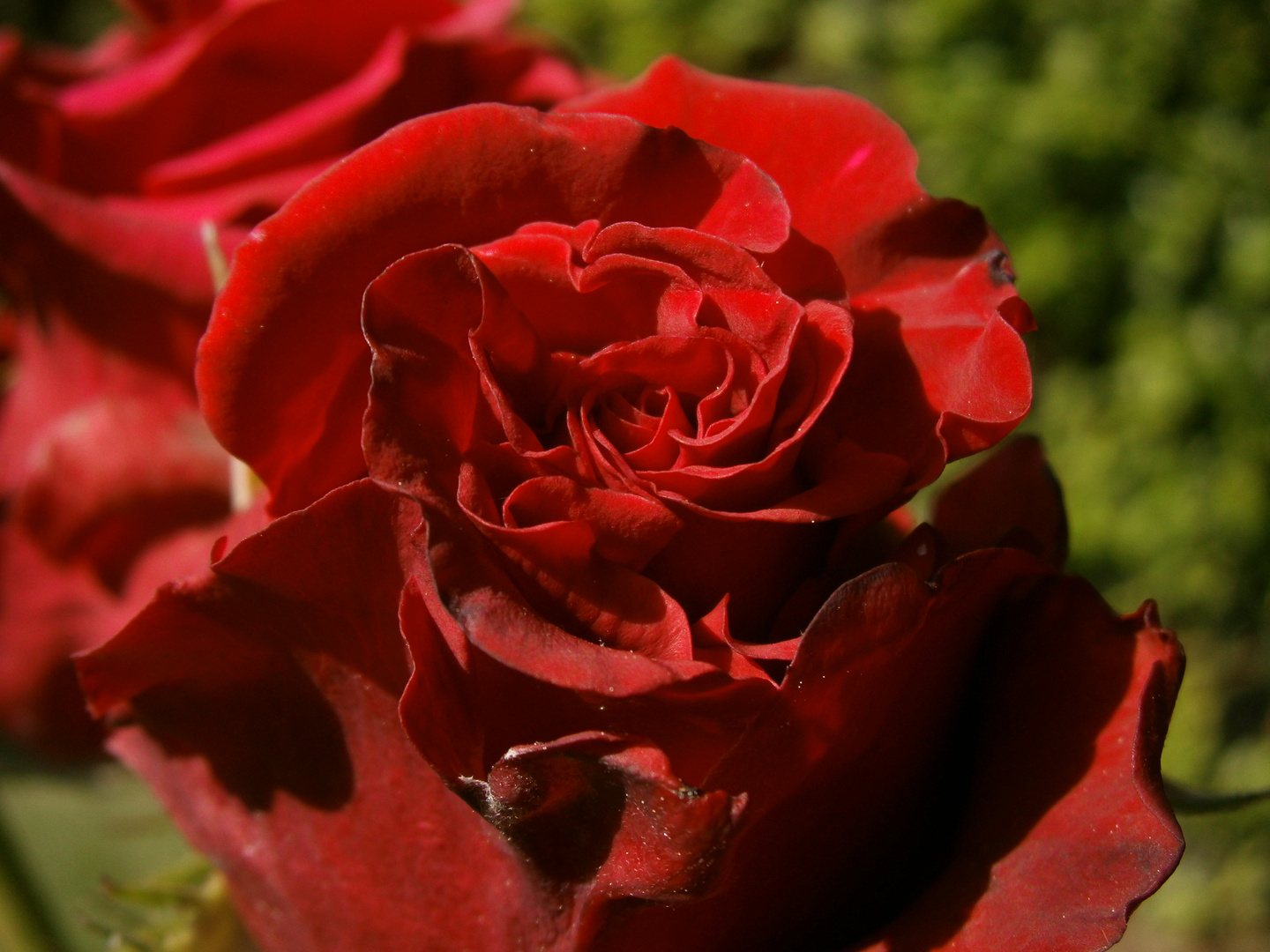 A red, red rose