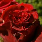 A red, red rose