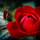 A Red Rose