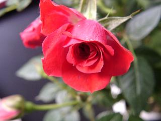 A red rose