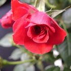 A red rose