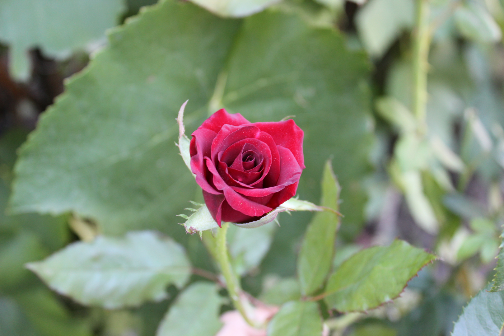 A Red Rose is a Symbol of Love!!