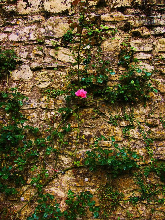 A Red Rose On The Wall