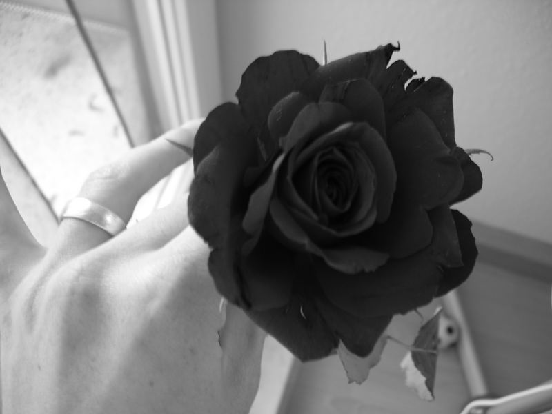 A red rose turns to black...