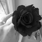 A red rose turns to black...