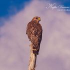 A Red-shouldered hawk - overlooking the swamp