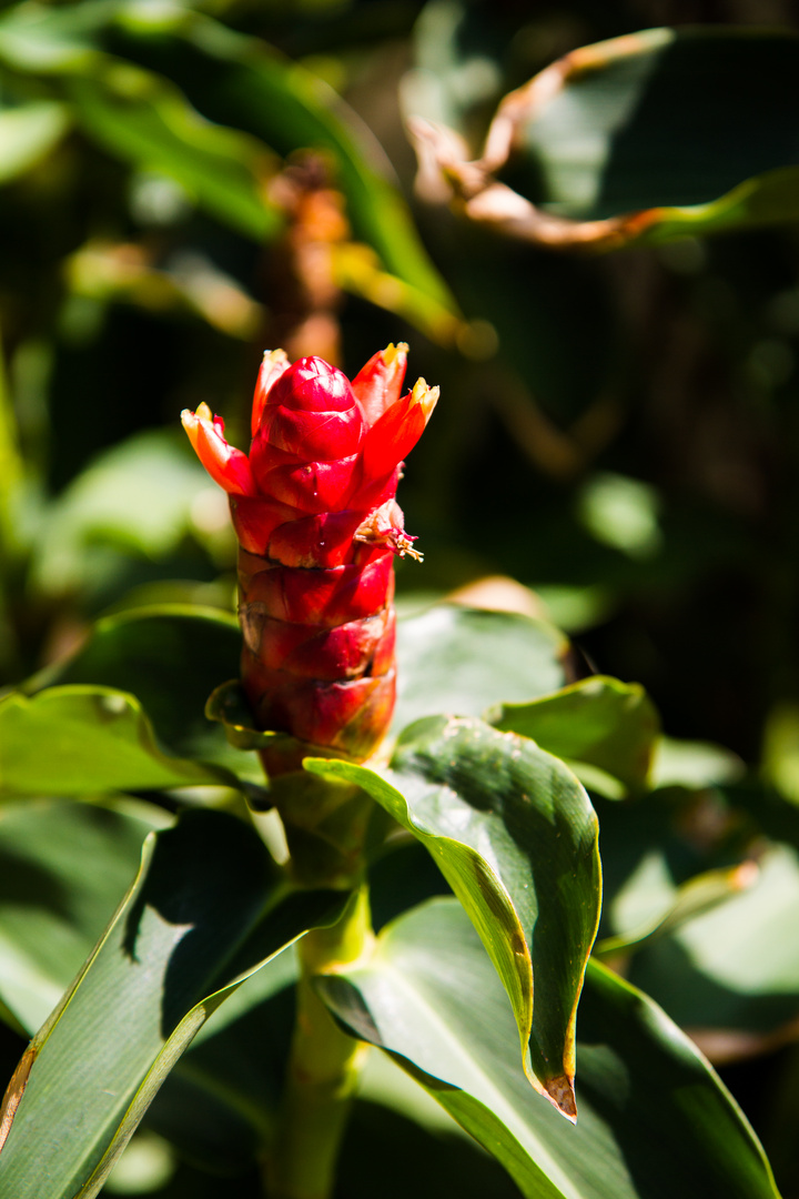 a Red strange flower in KOH SAMUI