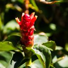 a Red strange flower in KOH SAMUI