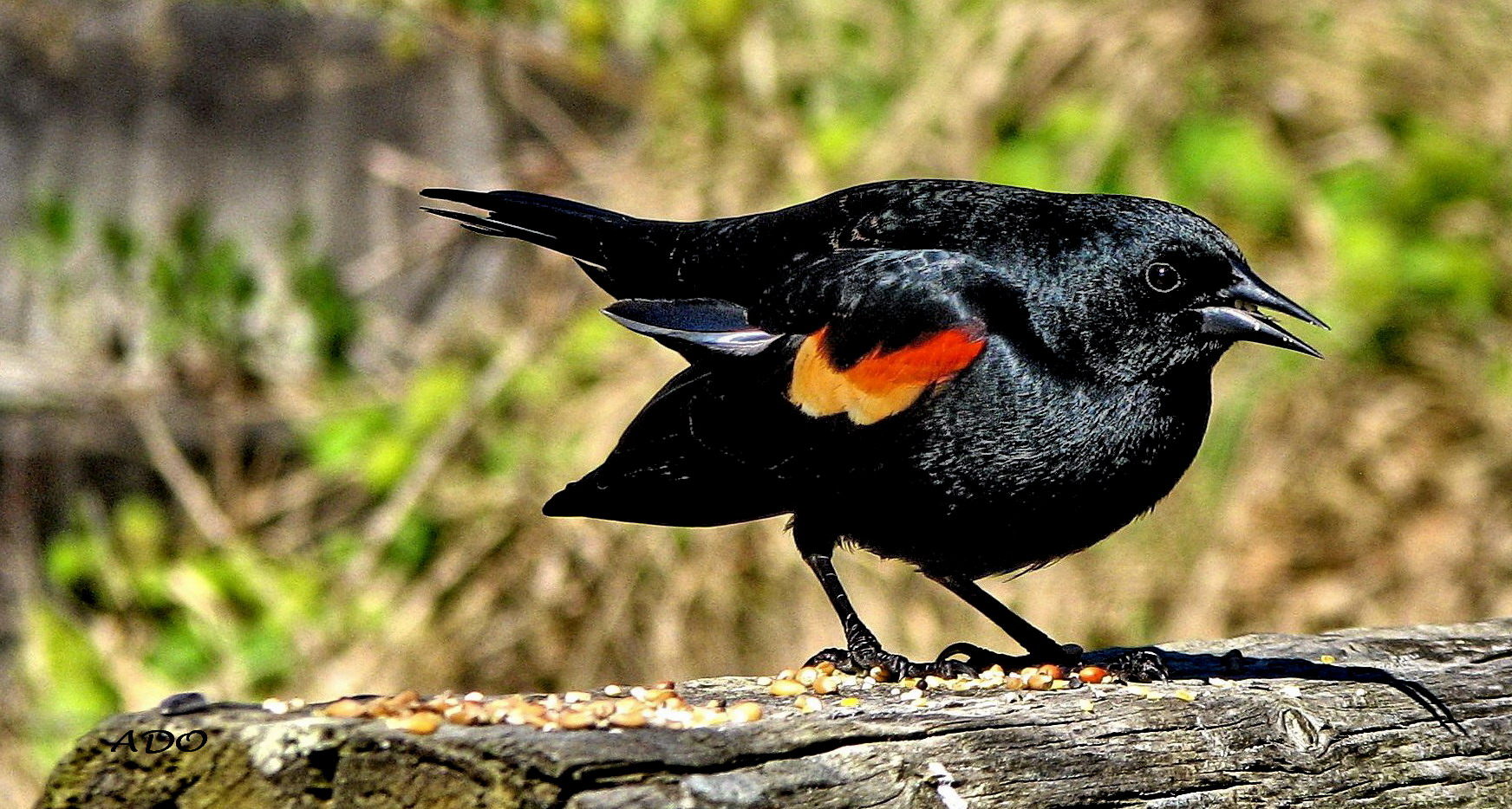 a Red-Winged Blackbird