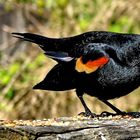 a Red-Winged Blackbird