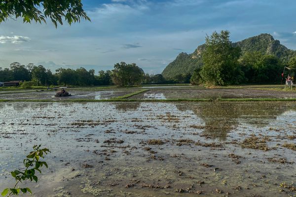 A rice field gets cultivated